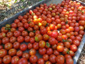 有機ミニトマトの収穫