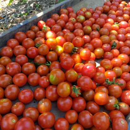 有機ミニトマトの収穫
